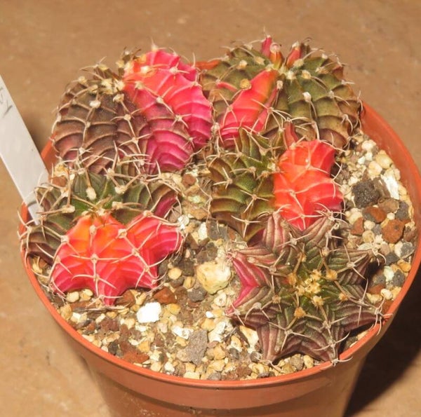5x Gymnocalycium friedrichii cv LB2178 Hybrid variegata