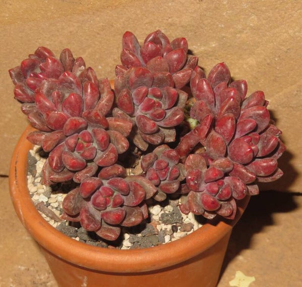 Pachyveria cv Paradoxa - 2 Blätter / Blattstecklinge