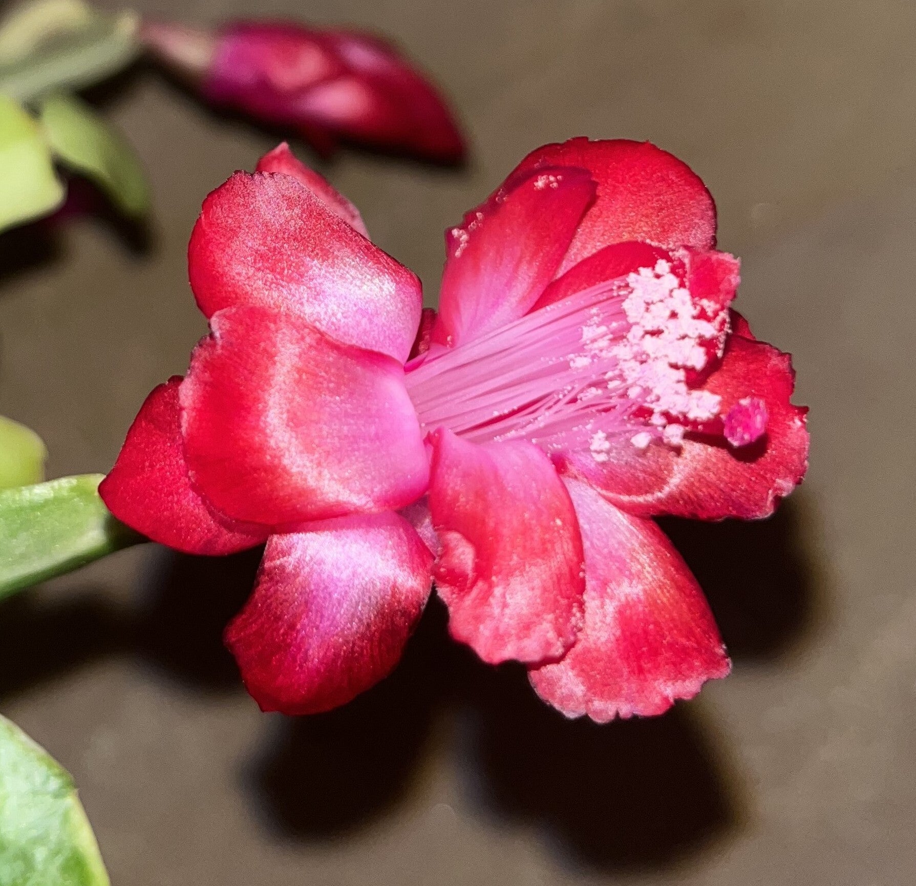 Schlumbergera cv Norris variegata – Weihnachtskaktus Blattkaktus