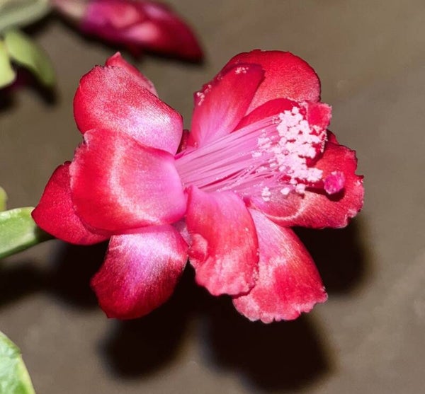 Schlumbergera cv Norris variegata – Weihnachtskaktus Blattkaktus