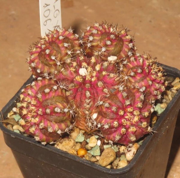 Gymnocalycium cv T-Lux Ball Form variegata