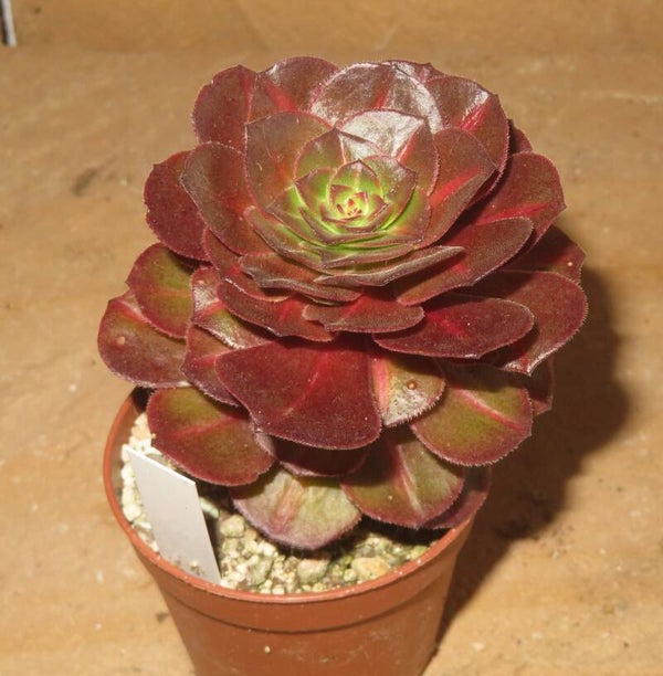 Aeonium cv Matcha variegata