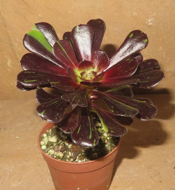 Aeonium arboreum cv Big Bang