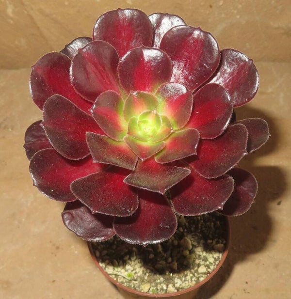 Aeonium cv Kilimanjaro variegata