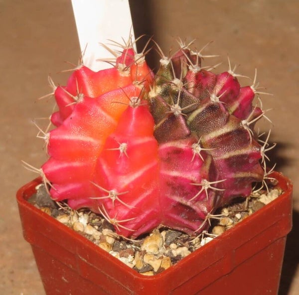 Gymnocalycium mihanovichii cv Hibotan-Nishiki variegata