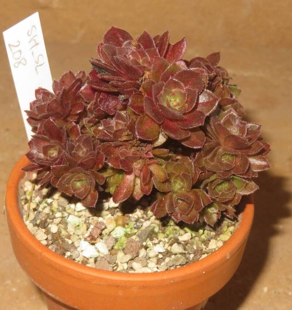 Aeonium cv Matcha cristata variegata