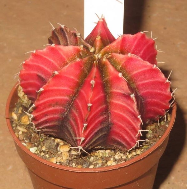 Gymnocalycium friedrichii cv LB2178 Hybrid variegata
