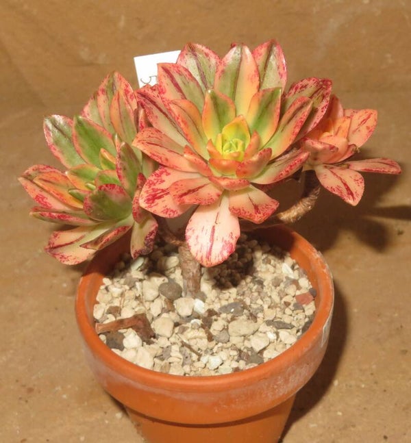 Aeonium cv Bronze Medal variegata