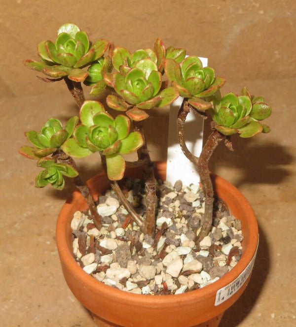 Aeonium arnoldii