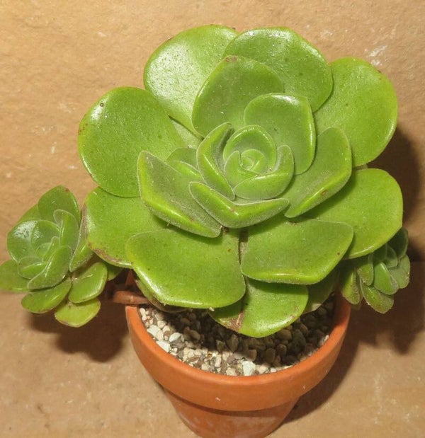 Aeonium cv Lily Pad