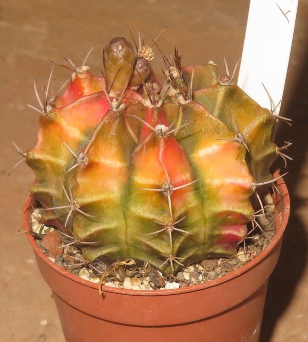 Gymnocalycium mihanovichii cv Hibotan-Nishiki variegata