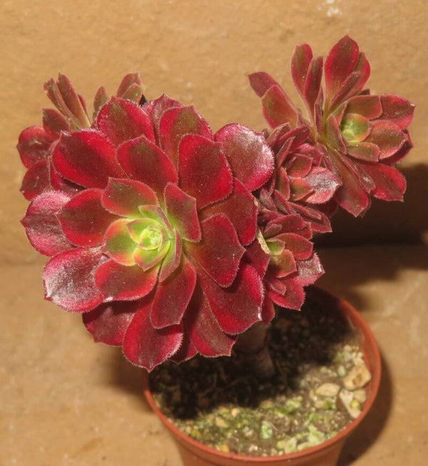 Aeonium cv Canary  variegata