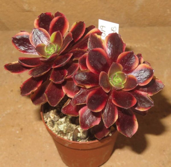 Aeonium cv SuperBang variegata