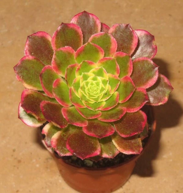 Aeonium cv Morning Glow variegata
