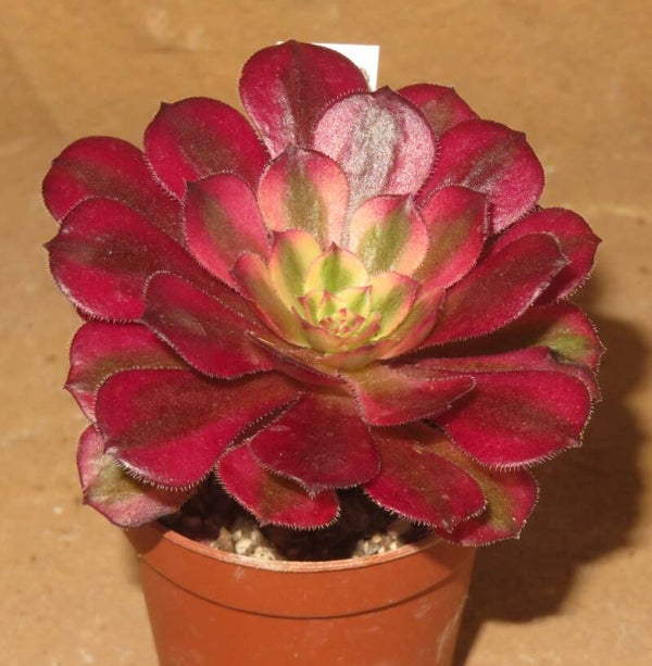 Aeonium cv Mardi Gras variegata