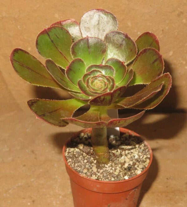 Aeonium arboreum rubrolineatum