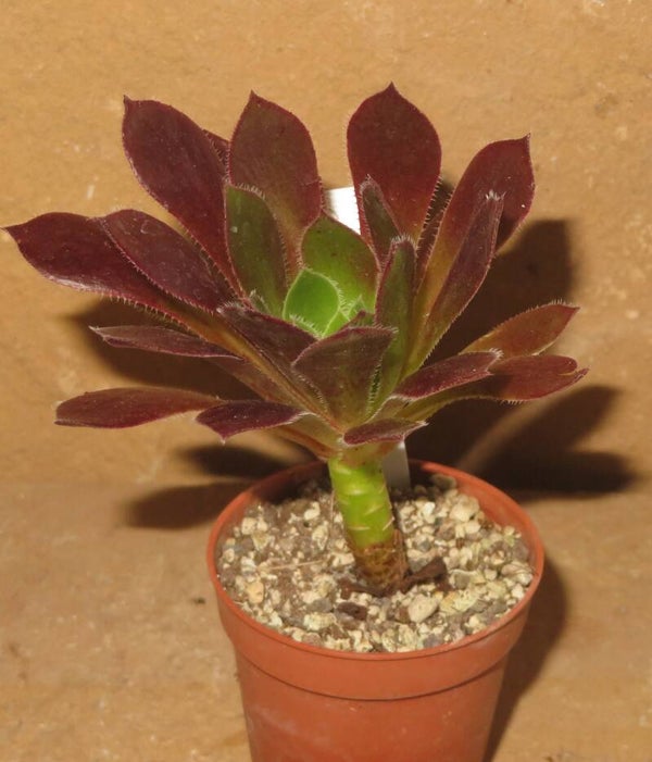 Aeonium simsii x Schwarzkopf cv Black Magic