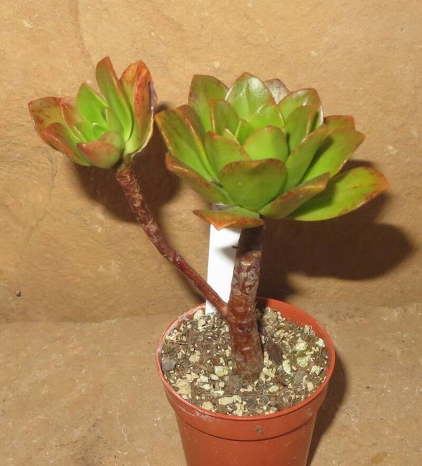 Aeonium cv Bronze Medal