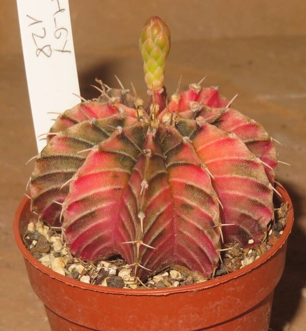 Gymnocalycium friedrichii cv LB2178 Hybrid variegata