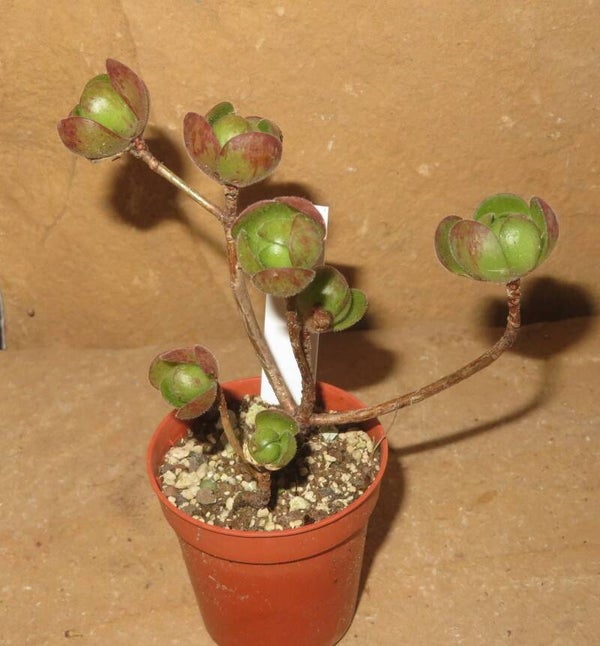 Aeonium saundersii