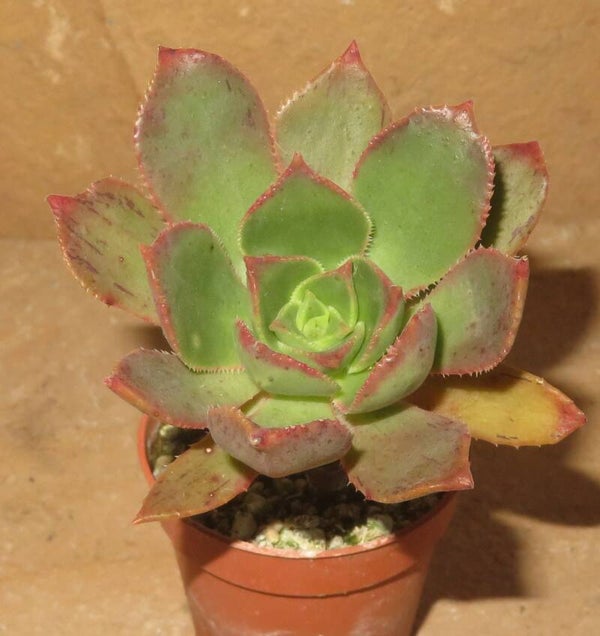 Aeonium davidbramwellii