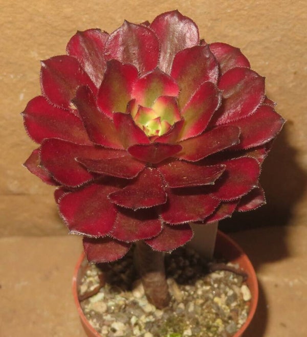 Aeonium cv Mardi Gras variegata