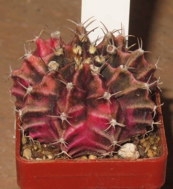 Gymnocalycium mihanovichii cv Hibotan-Nishiki variegata