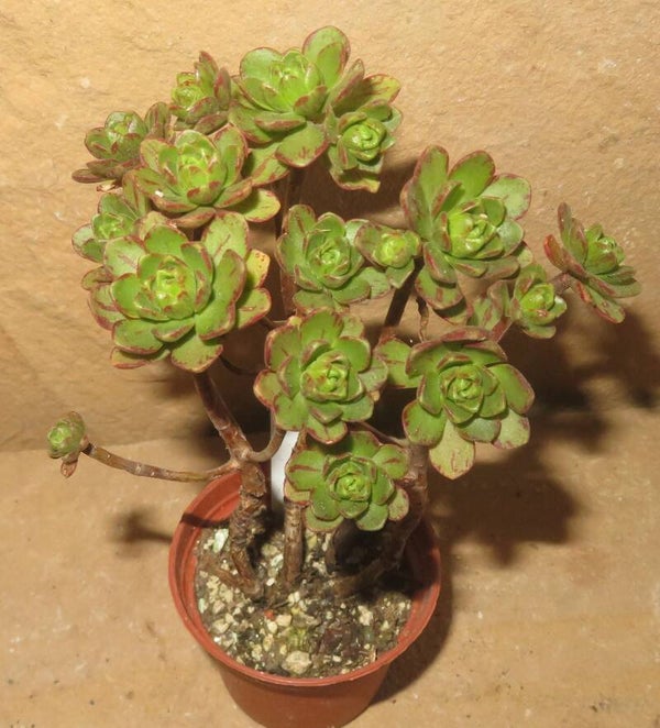 Aeonium arnoldii