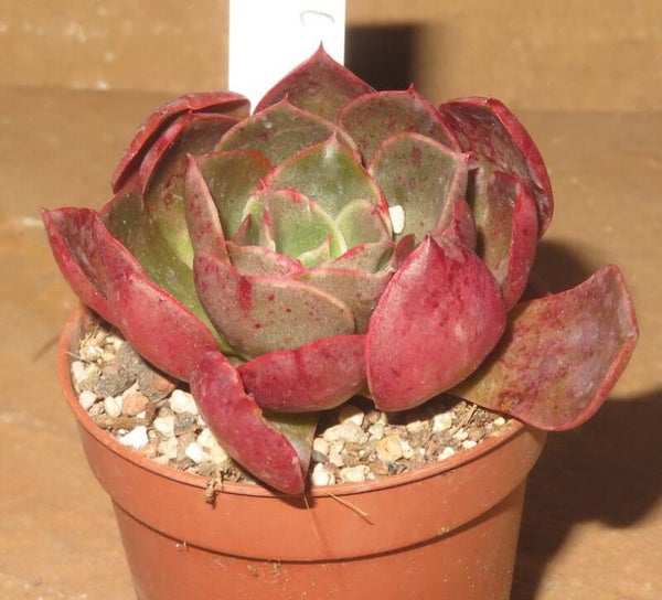 Echeveria cv Desert Rose - 2 Blätter / Blattstecklinge