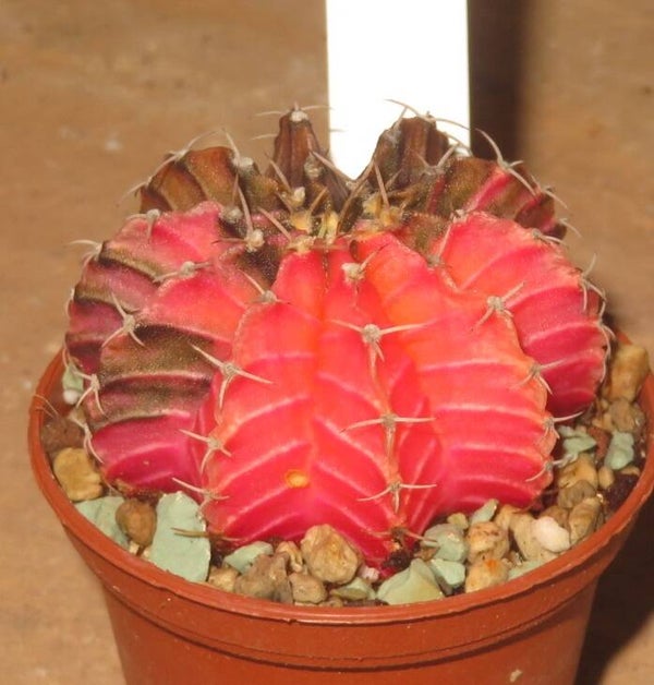 Gymnocalycium friedrichii cv LB2178 Hybrid variegata