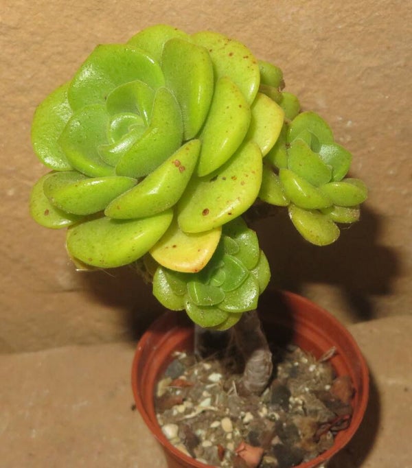 Aeonium cv Lily Pad