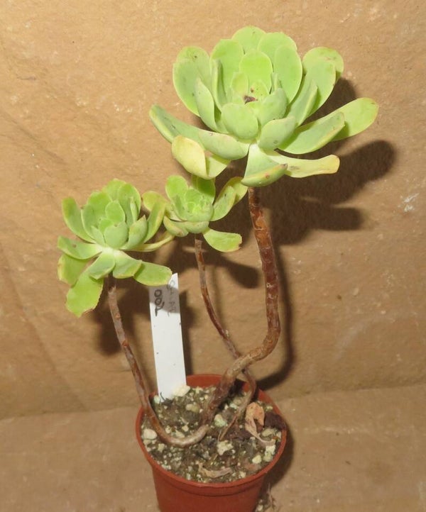 Aeonium castello-paivae
