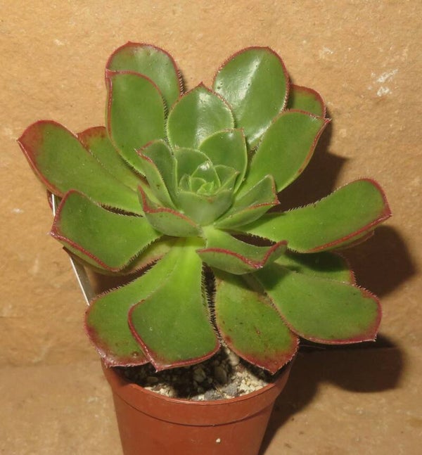 Aeonium haworthii