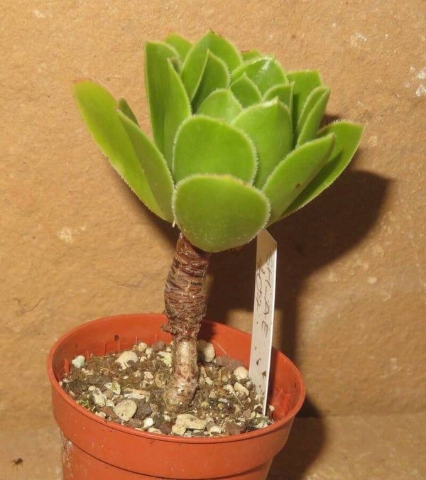 Aeonium arboreum x simsii cv Ice Edged