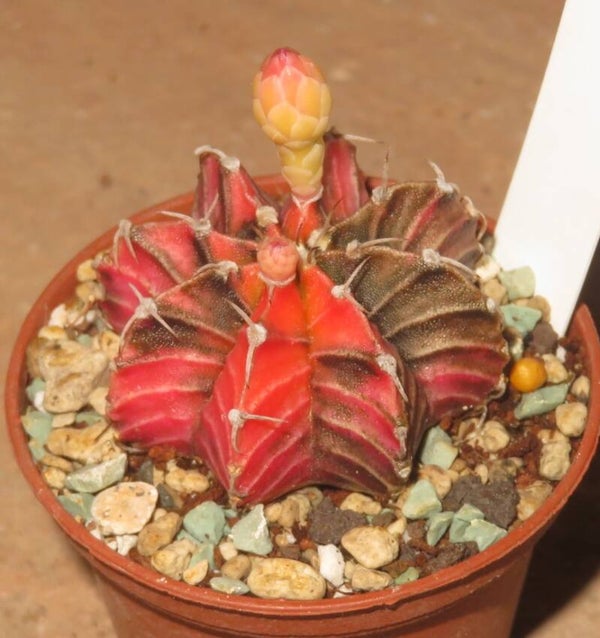 Gymnocalycium friedrichii cv LB2178 Hybrid variegata