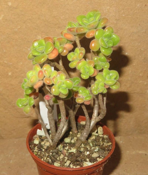 Aeonium lindleyi