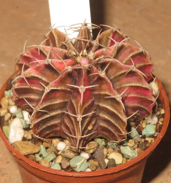 Gymnocalycium friedrichii cv LB2178 Hybrid variegata