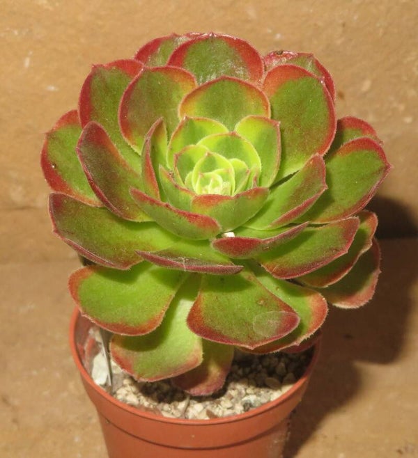 Aeonium cv Milky White variegata
