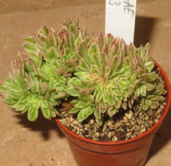 Aeonium cv Yanning cristata variegata
