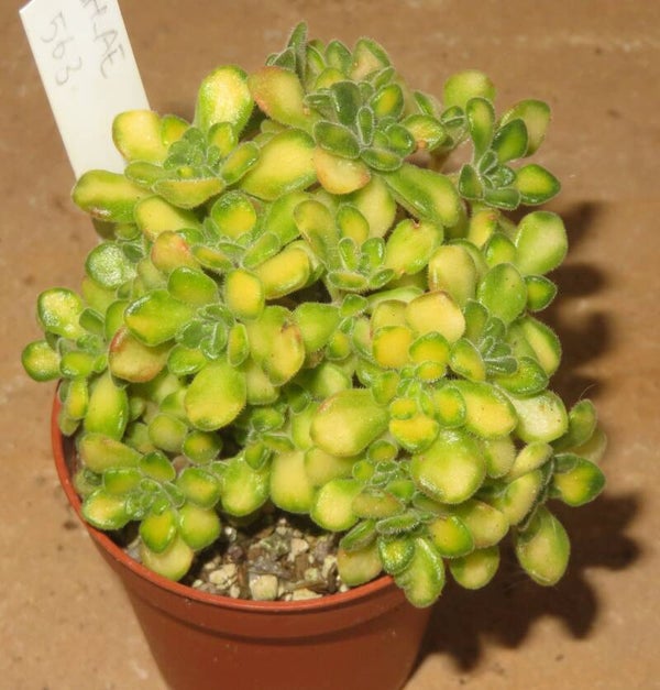 Aeonium lindleyi variegata