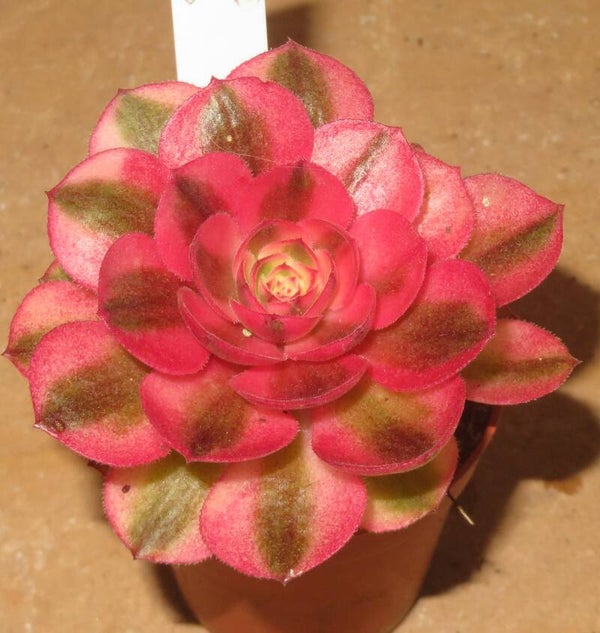 Aeonium cv Magic Candle variegata
