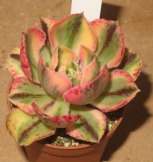 Aeonium marnier lapostolle variegata