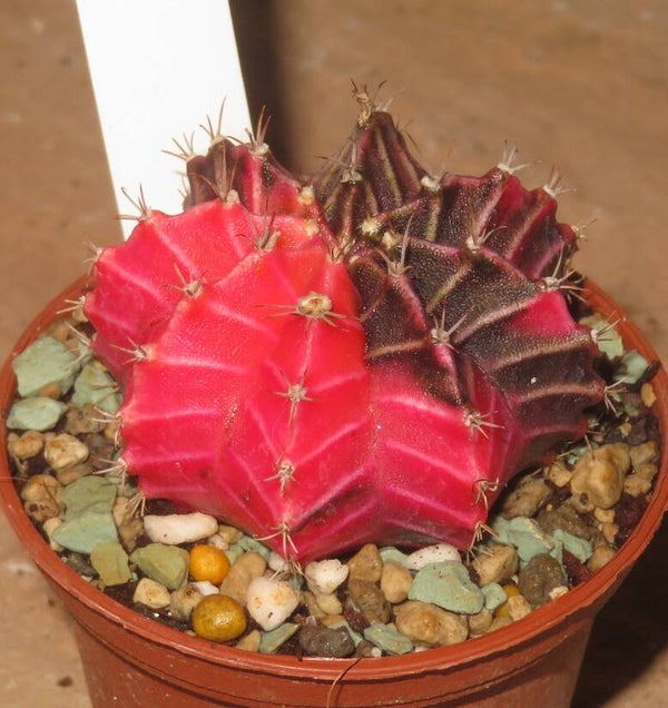 Gymnocalycium friedrichii cv LB2178 Hybrid variegata
