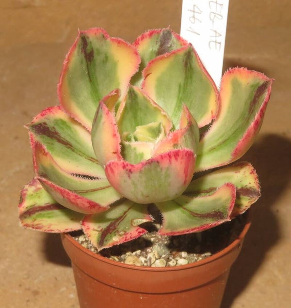 Aeonium marnier lapostolle variegata