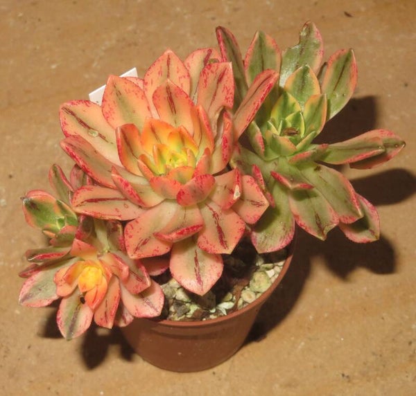 Aeonium cv Bronze Medal variegata