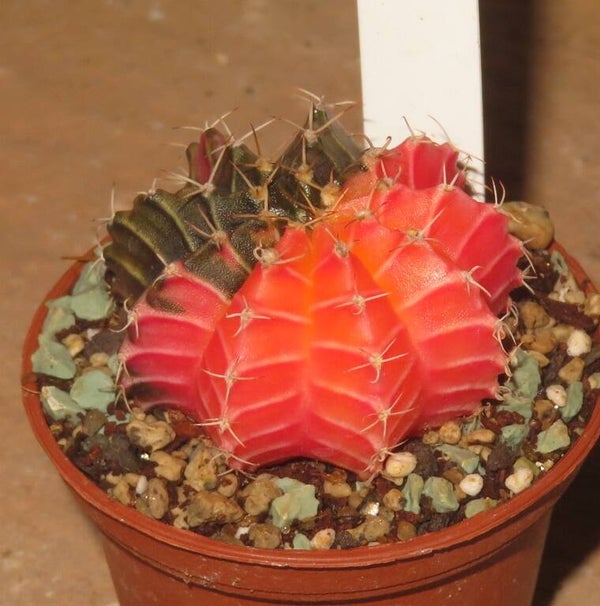 Gymnocalycium friedrichii cv LB2178 Hybrid variegata