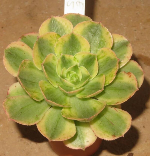 Aeonium lancerottense variegata