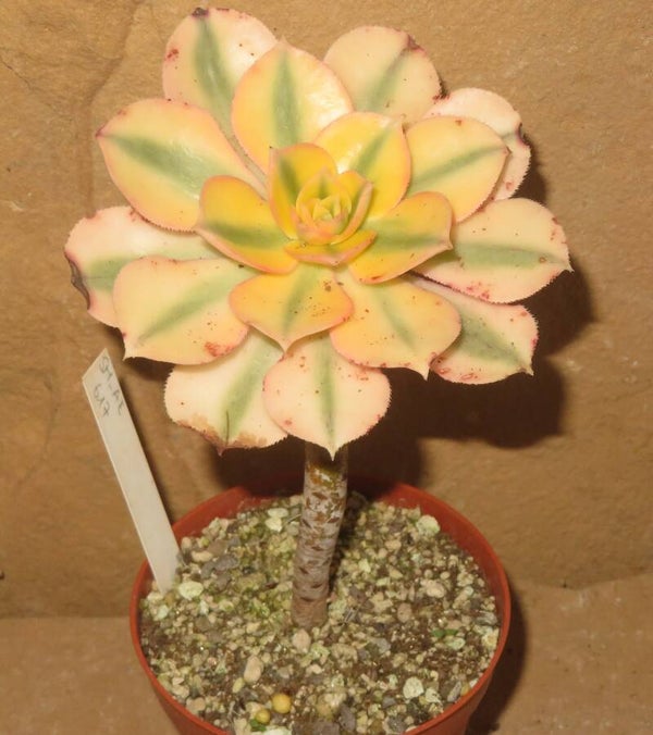 Aeonium decorum cv Tricolor variegata