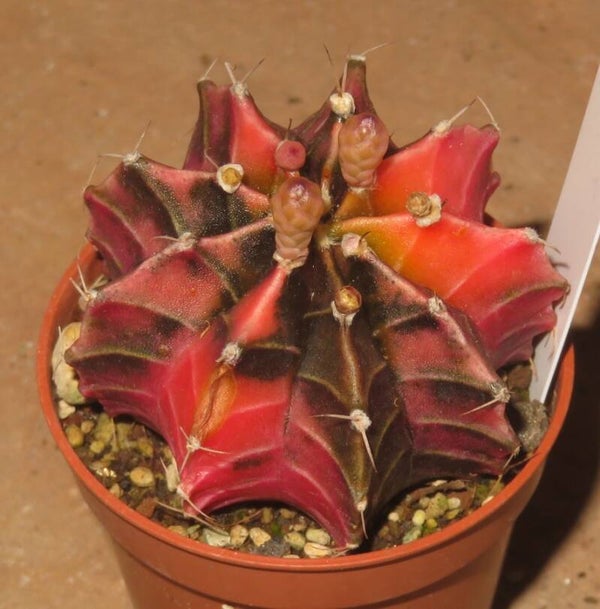 Gymnocalycium friedrichii cv LB2178 Hybrid variegata