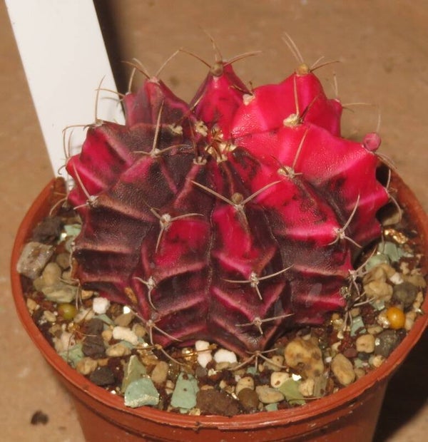 Gymnocalycium mihanovichii cv Hibotan-Nishiki variegata